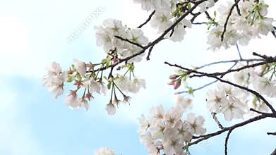 A backdrop of blue skies and white clouds with blooming white Sakura.