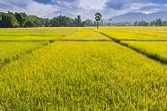 Golden rice farm of thailand