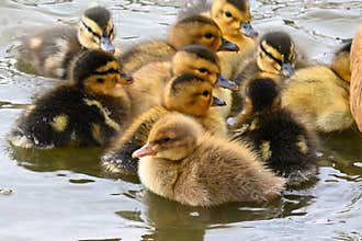 Cute ducklings swimming together with their mother