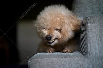 A fluffy, light-brown poodle smiling