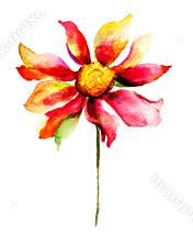 Beautiful Summer flower