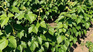 Lush green wild blackberry bushes with unripe berries thrive in the summer sunlight creating a vibrant natural scene outdoors