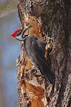 Woodpecker pecking at a dead tree