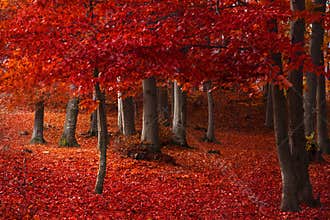 Red trees in the forest