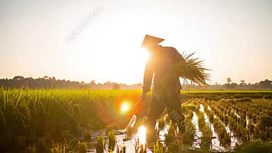 Asian Farmer Working in Rice Paddy Field at Sunset