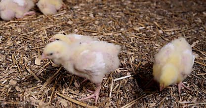 young broiler chickens at a large poultry farm