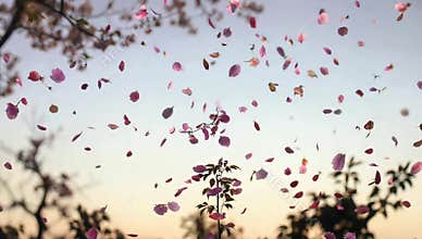 Delicate pink petals falling from cherry blossom trees create a serene springtime scene