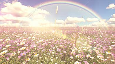 Vibrant Rainbow Over Expansive Flower Field Under Bright Sunlit Sky