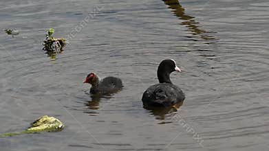 Chick being fed by Coot Mother