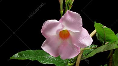 Mandevilla Flower Timelapse