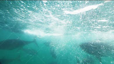 Tuna feeding