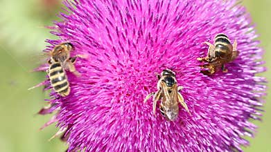 Three bees on flower