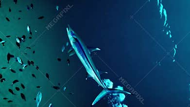 . Swordfish dashing at prey in high-speed
