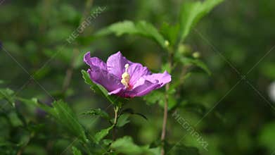 Hibiscus Rose of Sharon among green bushes