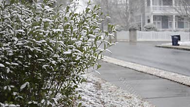 Snow Accumulates on Bushes in Suburban Neighborhoo