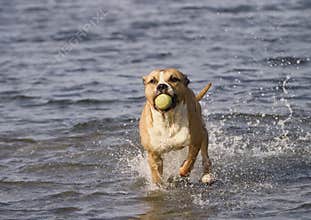Staffordshire terrier in the water