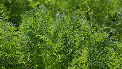 Lush and vibrant green carrots foliage illuminated by brilliant and radiant sunlight shining down