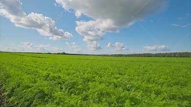 A Beautiful Scene of Lush carrots Green Cropland Stretching Out Under a Bright Blue Sky with Fluffy Clouds
