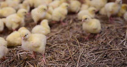 beautiful little chickens in soft yellow fluff and the first white
