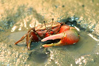 Fiddler crab