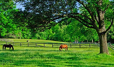 Horses grazing in a rural farm pasture