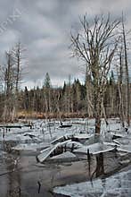 Photo of a cracked ice patch on a marsh in the woods of Quebec in winter, Canada
