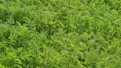 A Lush Green carrots Foliage Spread Across a Vibrantly Colored Field Under the Bright Sunlight