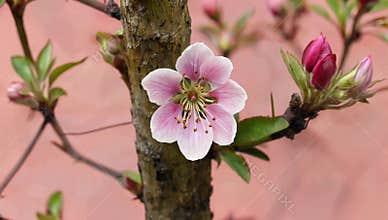 Delicate pink plum blossom blooms on a tree branch against a soft pink background outdoors