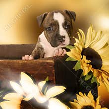 Sweet puppy