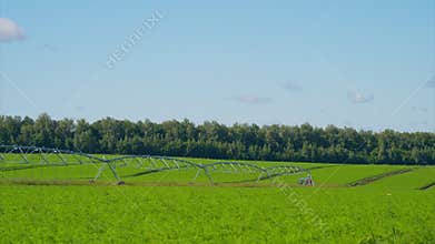 Vibrant Lush Green carrots Fields Complete with an Efficient Irrigation System Beneath a Clear Sky