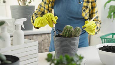 Indoor Plant Care Learn best practices for repotting cacti in decorative pots that enhance aesthetics while promoting