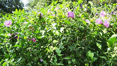 Hibiscus syriacus, Rose of Sharon or Syrian hibiscus is a flowering shrub native to East Asia, cultivated for its pink almost