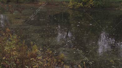 Fallen yellow leaves and ducks in the pond in public park in autumn