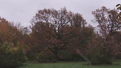 Beautiful yellow and red trees in autumn park, it is rainy cloudy day