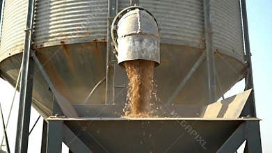 Grain Pouring from Silver Silo into Gray Container under Bright Blue Sky Agriculture Farming Harvest Abundance and Crop