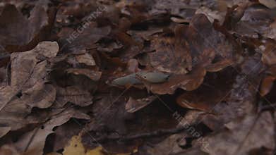Close up shot of slug in the fallen oak tree leaves in autumn