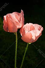 Poppies illuminated by the sun in my garden