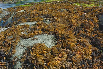 Close-up view of seaweed gathering on a rock at low tide