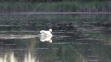 Mute swan (Cygnus olor). A white swan swims gracefully across a pond against a backdrop of reeds. Slow motion.