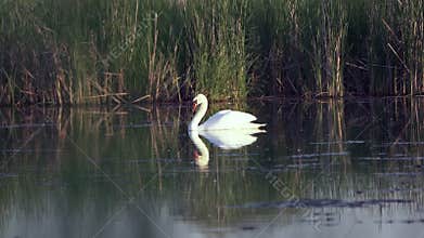 Mute swan (Cygnus olor). A white swan swims gracefully across a pond against a backdrop of reeds. Slow motion.