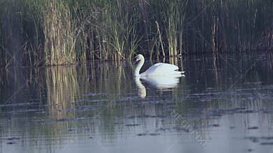 Mute swan (Cygnus olor). A white swan swims gracefully across a pond against a backdrop of reeds. Slow motion.