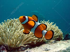 Clownfish and anemone