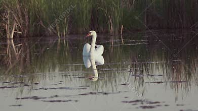 Mute swan (Cygnus olor). A white swan swims gracefully across a pond against a backdrop of reeds. Slow motion