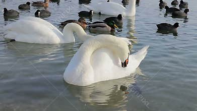 Mute swans and coots