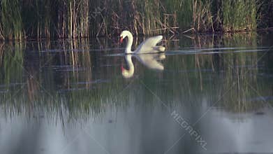 Mute swan (Cygnus olor). A white swan swims gracefully across a pond against a backdrop of reeds. Slow motion.