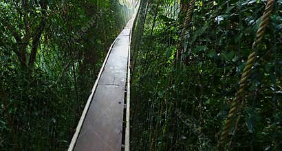 High Ropes Over Rainforest