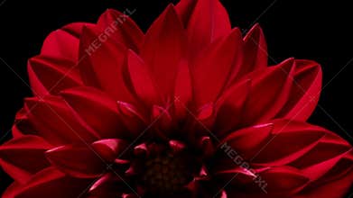 Dahlia Flower Timelapse