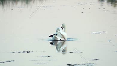 Mute swan (Cygnus olor). A white swan swims in a pond. Flaps one flipper. Slow motion