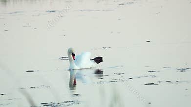 Mute swan (Cygnus olor). A white swan swims in a pond. Shakes her head and preens her feathers. Slow motion