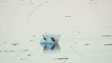 Mute swan (Cygnus olor). A white swan swims in a pond. The bird preens her feathers. Slow motion